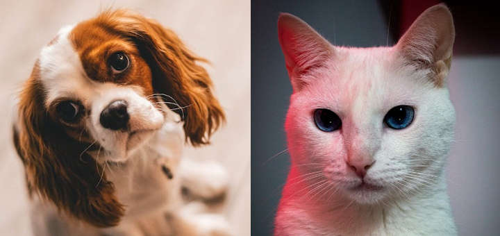 Cuidados, Alimentación y Entrenamiento de Mascotas.